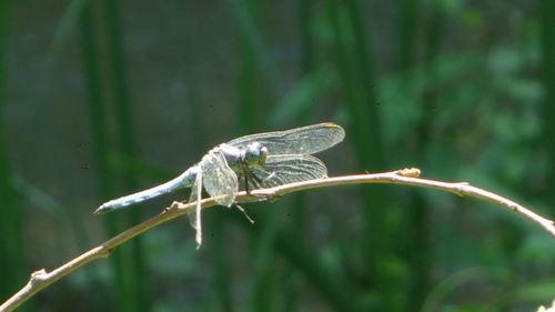 Close-up of grasshopper on grass