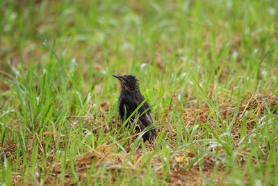 Bird on a field