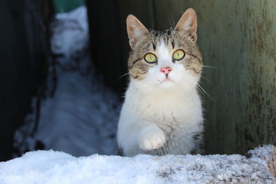 Close-up portrait of a cat