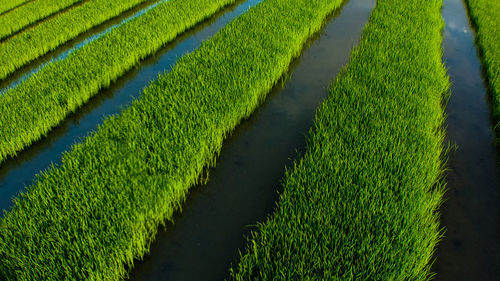 Scenic view of corn field