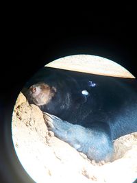 High angle view of animal sleeping