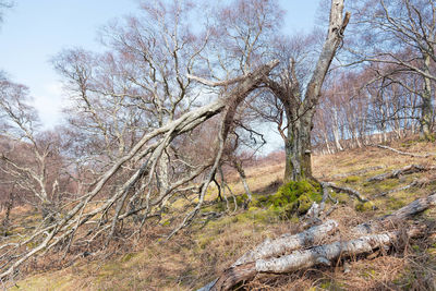 Bare trees in forest