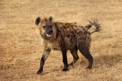 Hyena standing on grassy field