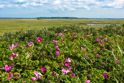 View of flowers growing in field