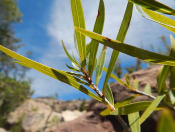 Close-up of fresh green plant