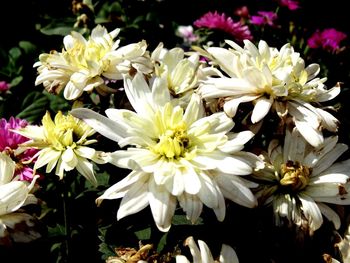Close-up of white flower