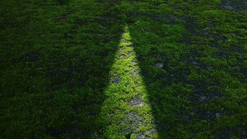 Scenic view of grassy field