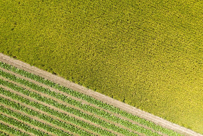 High angle view of corn field