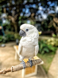 Blue-eyed cockatoo