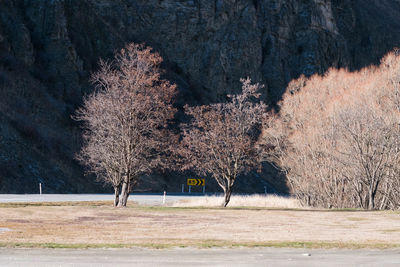 Bare trees on landscape