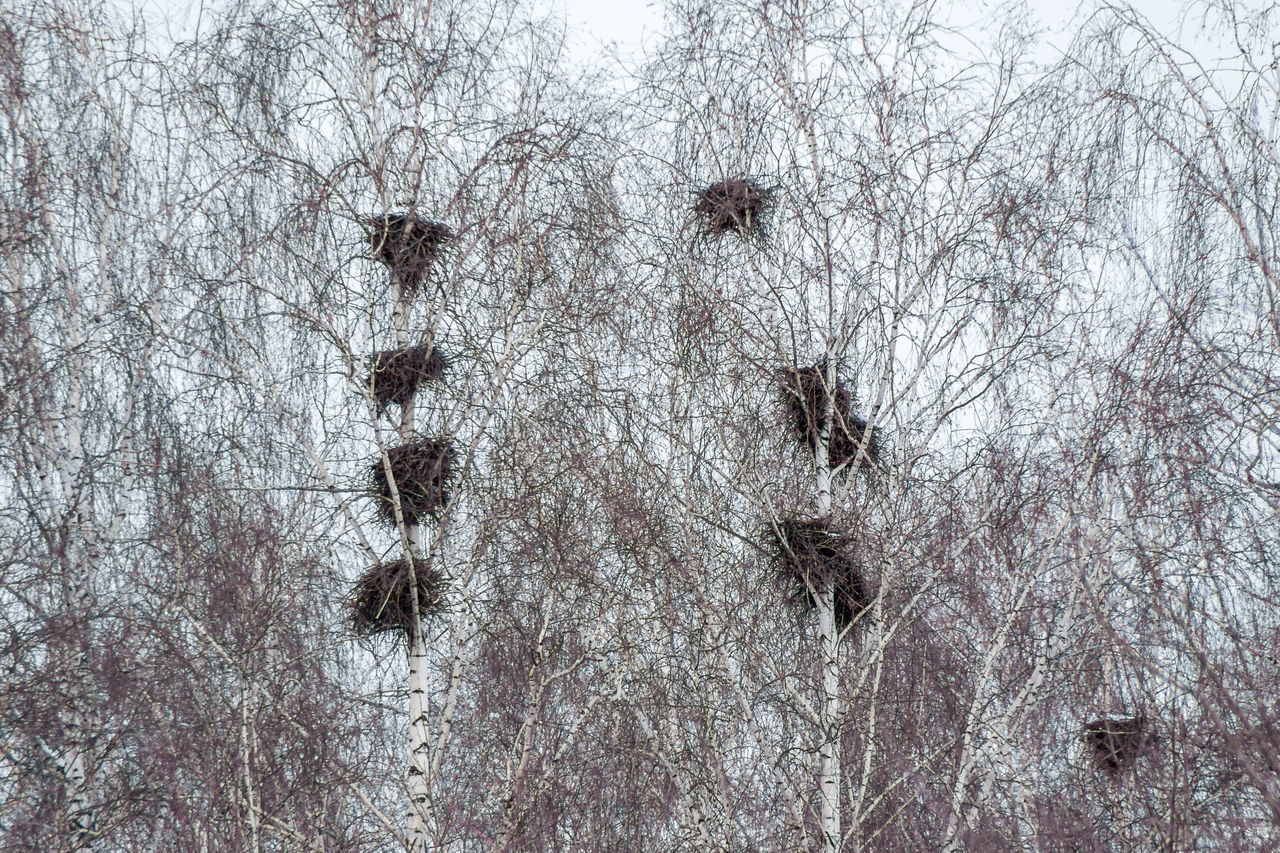 FULL FRAME SHOT OF SNOW ON TREE