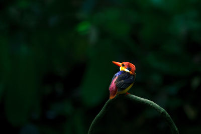 Close-up of bird perching on plant