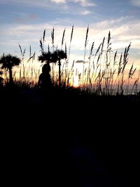 Silhouette of trees at sunset