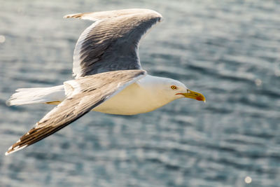 Close-up of seagull flying