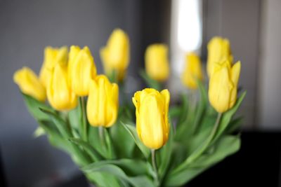 Close-up of yellow tulips