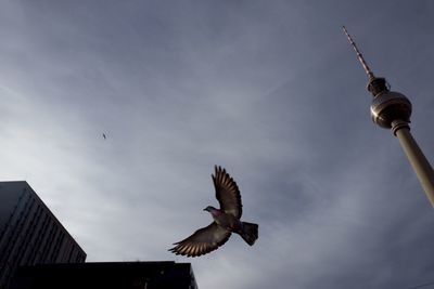 Low angle view of birds flying against sky