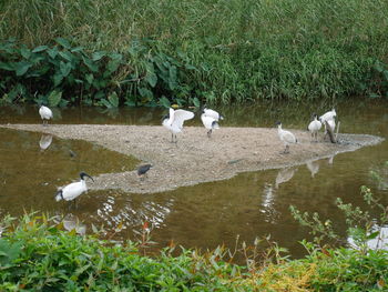 View of birds on beach