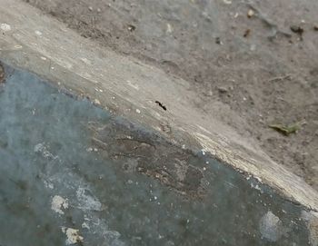 High angle view of bird in water