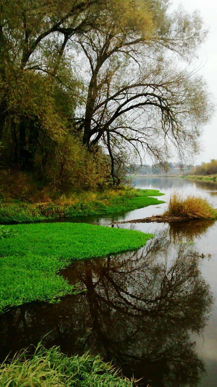 tree, tranquility, tranquil scene, grass, water, green color, scenics, nature, beauty in nature, lake, growth, landscape, branch, field, reflection, bare tree, idyllic, sky, grassy, day