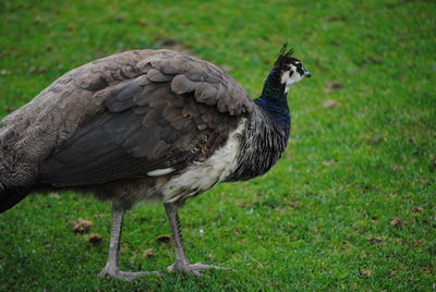 Close-up of a bird on field