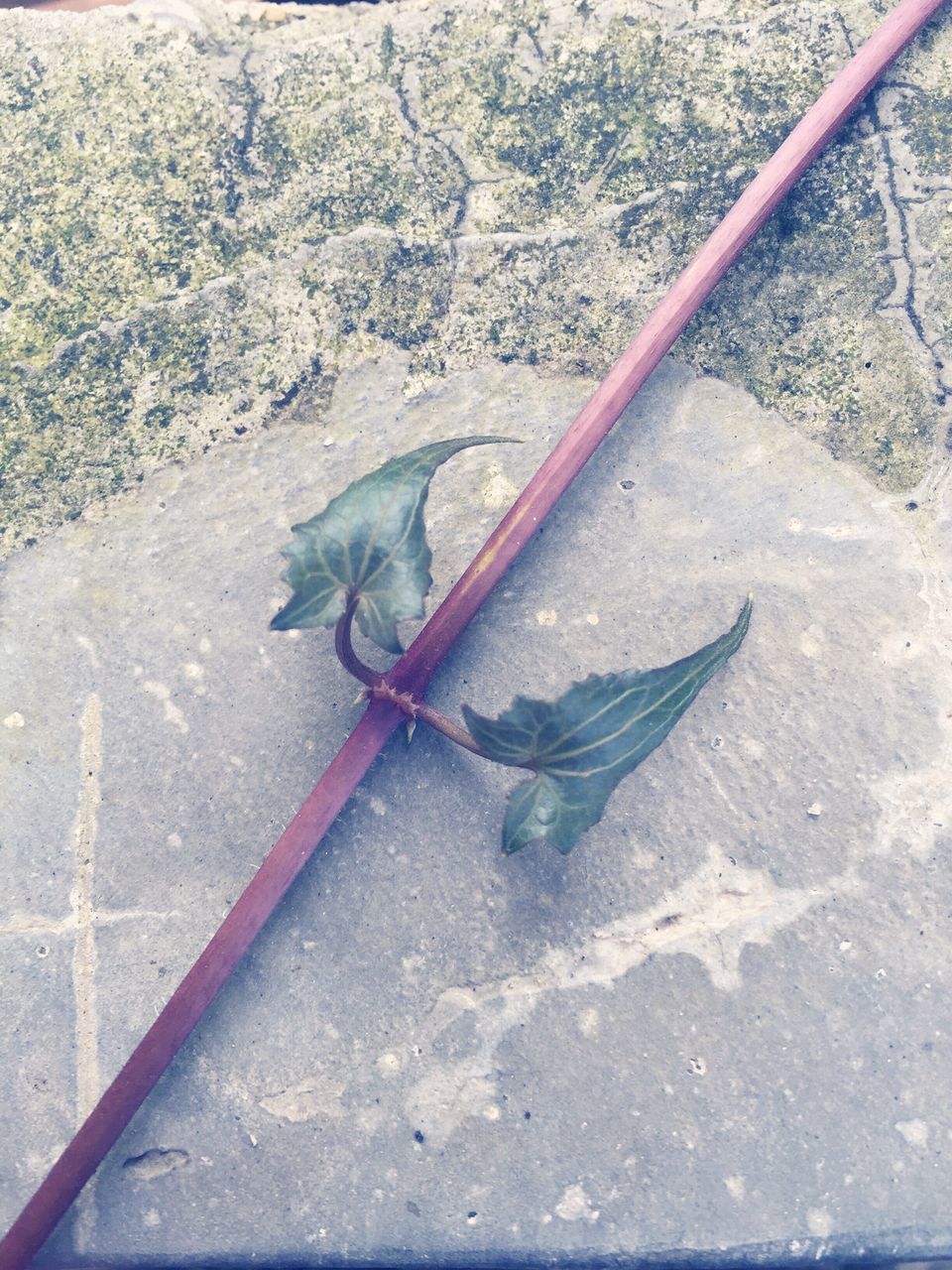 animal themes, one animal, animals in the wild, wildlife, insect, high angle view, full length, close-up, animal antenna, dragonfly, nature, zoology, animal wing, day, outdoors, grasshopper, ground, perching, rock - object, no people