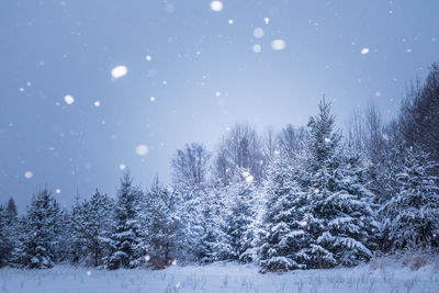 A beautiful snowy forest during an overcast day. winter landscape of northern europe.