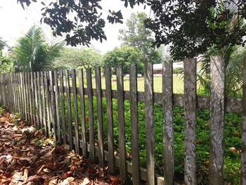 Fence by trees