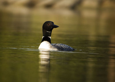 Close-up of common loon swimming in lake