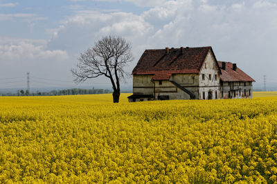 Yellow flowers on field by houses against sky