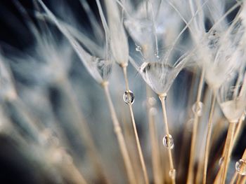 Close-up of dew on grass