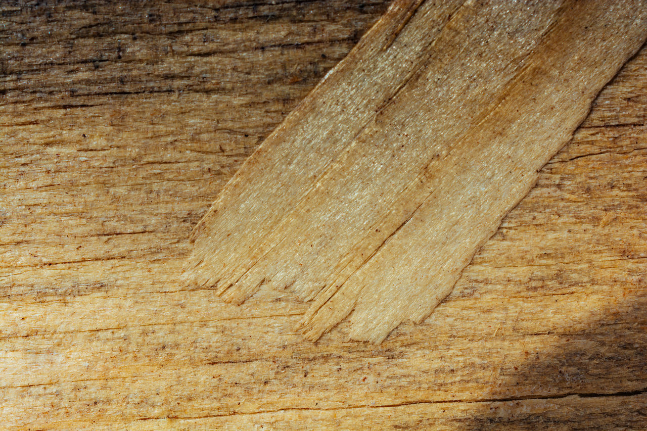 CLOSE-UP OF TREE TRUNK AGAINST WALL