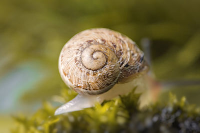 Macro photography snail or slug shell on green mosses.