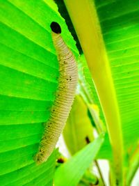 Close-up of insect on leaf