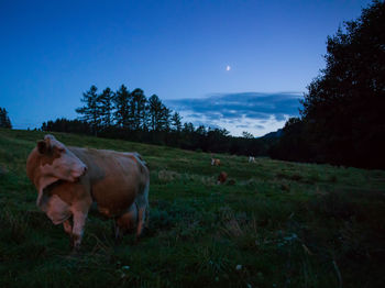 Horses standing in field against sky