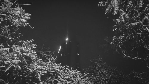 Low angle view of trees at night
