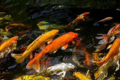 View of koi fish in water