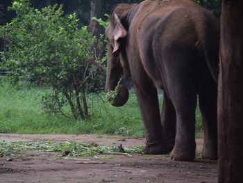 Elephant  standing in a field