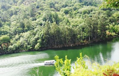 Scenic view of lake in forest