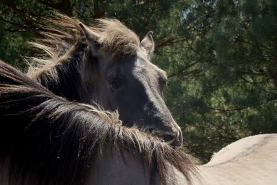 View of an animal on land