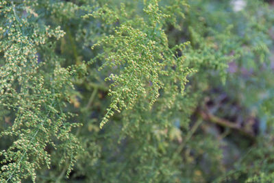 Close-up of lichen growing on field