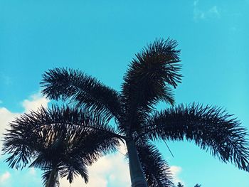 Low angle view of palm trees against blue sky