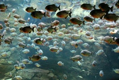 School of fish