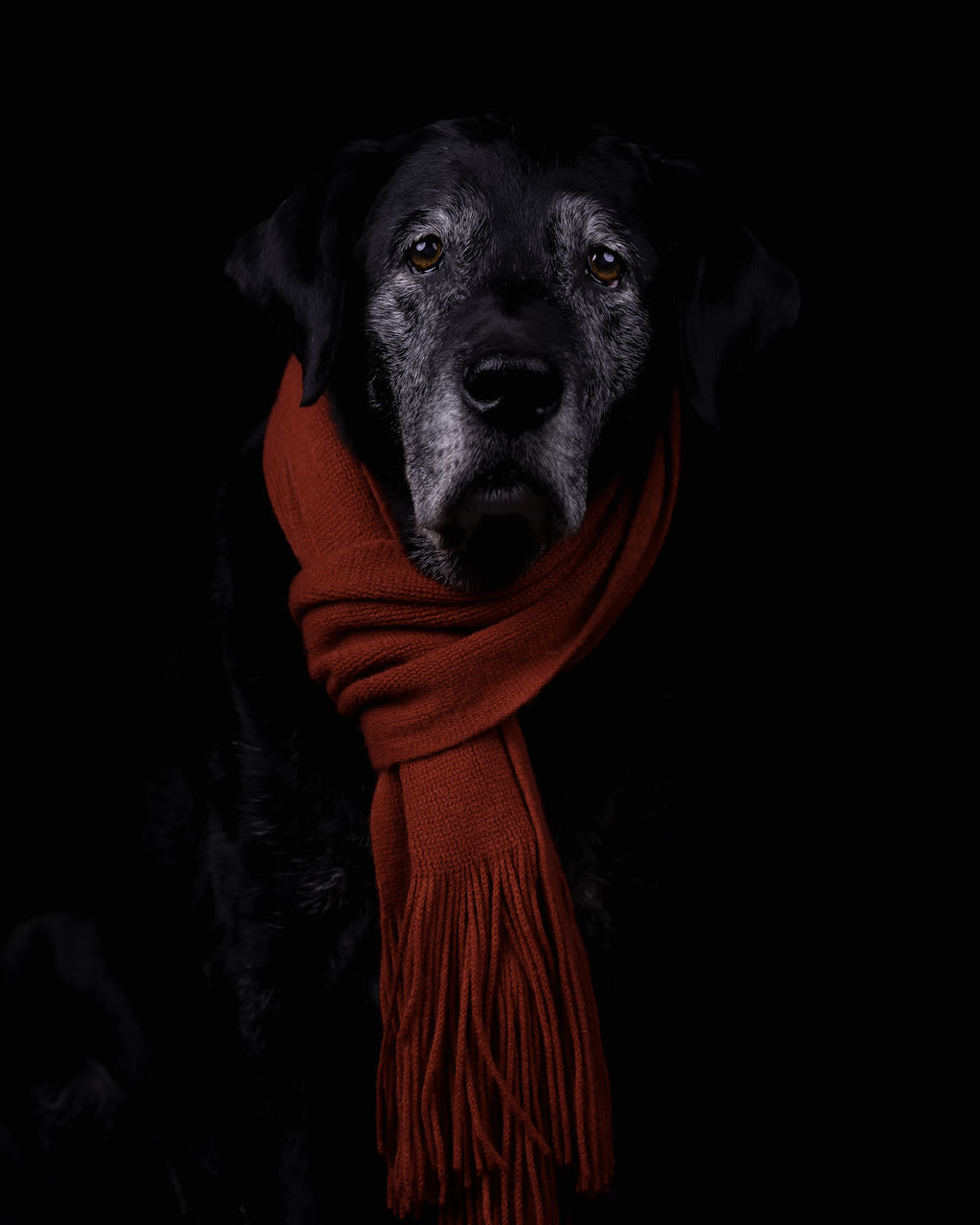 CLOSE-UP PORTRAIT OF DOG