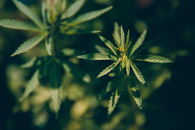 Close-up of plant leaves