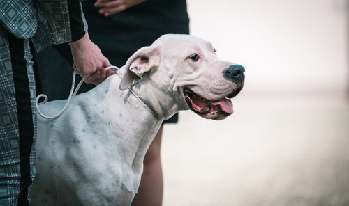 Close-up of dog head