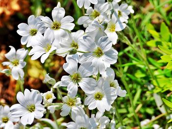 Close-up of white flowering plant in field