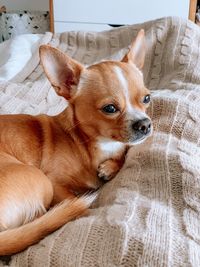 Portrait of dog relaxing on bed at home