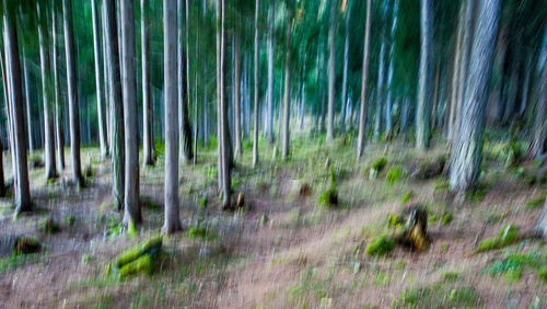 View of trees in forest