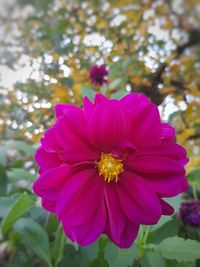 Close-up of pink flower