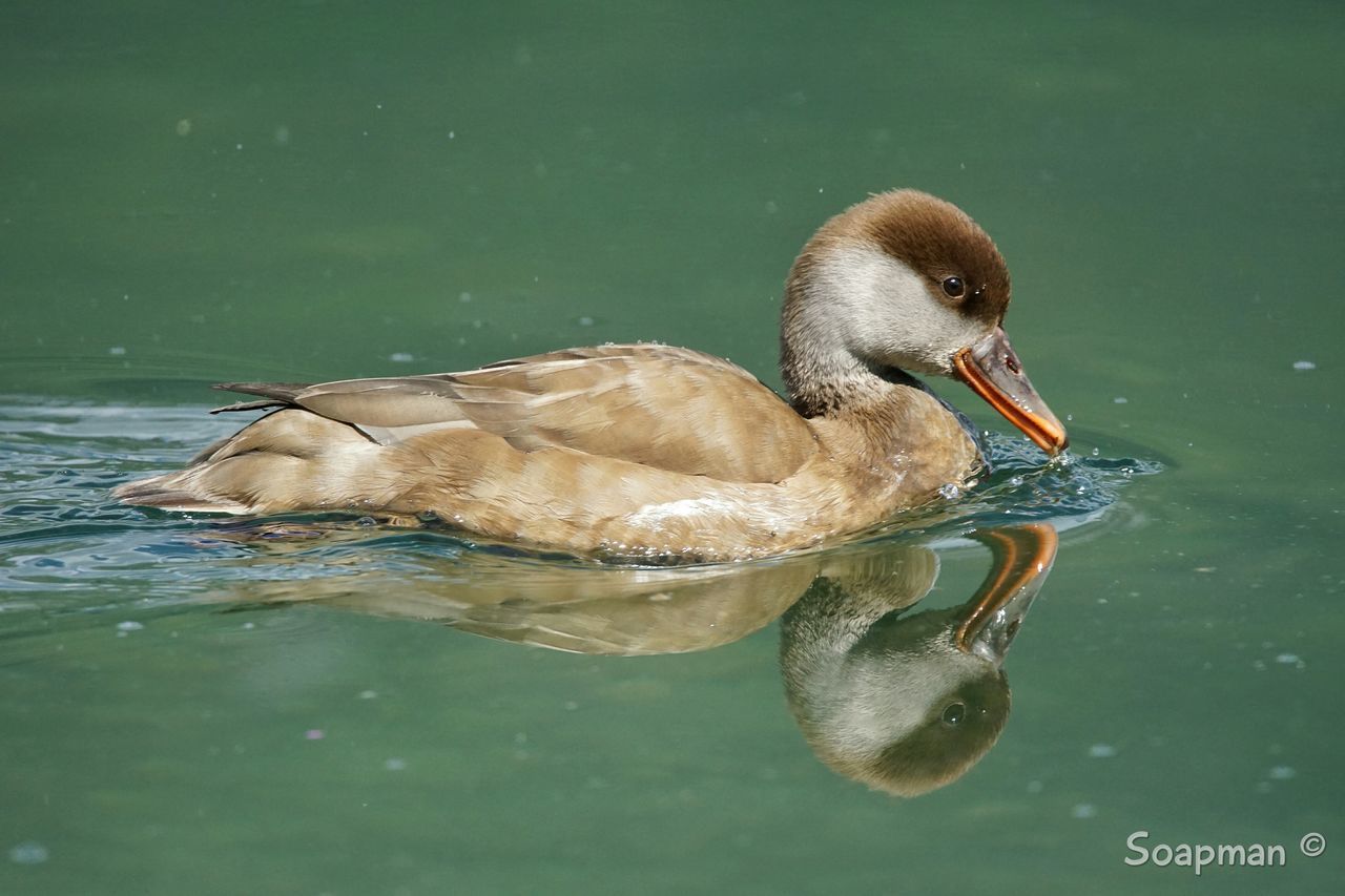 BIRD IN WATER